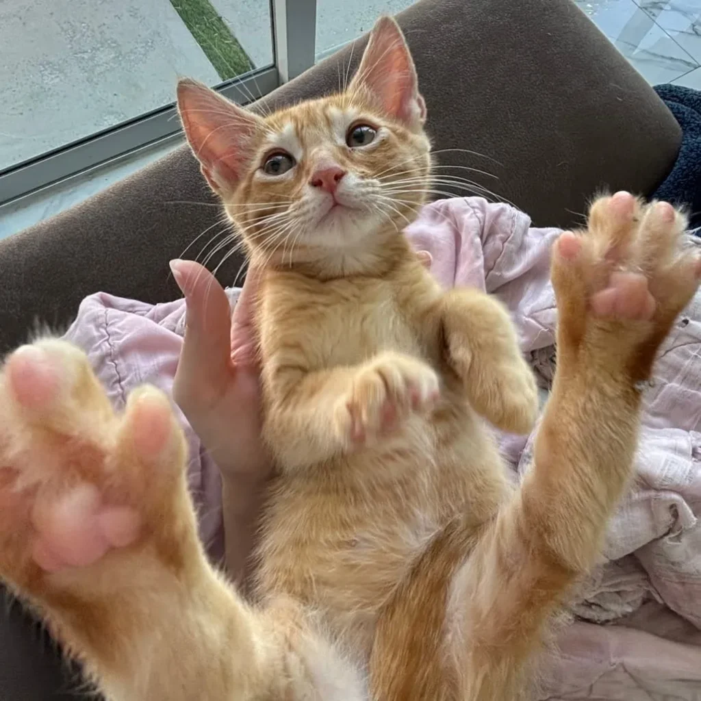 orange tabby kitten being gently held on couch near window looking at camera