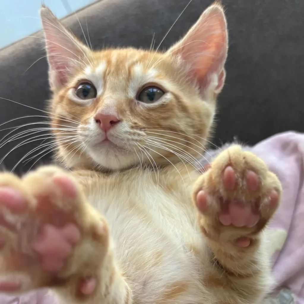 orange tabby kitten lying on back with paws up showing pink paw pads in cozy indoor setting

