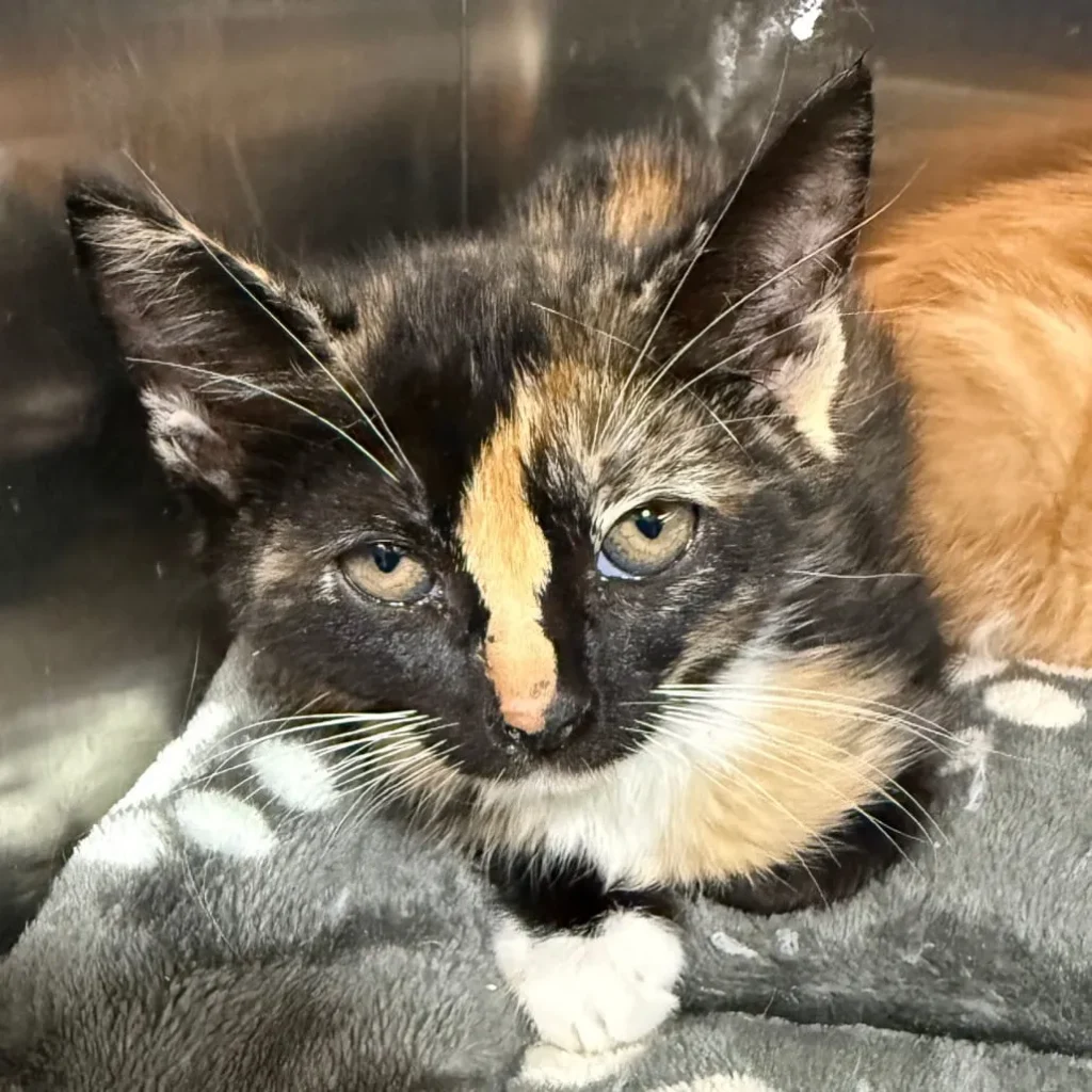 close up of tortoiseshell kitten resting on blanket inside kennel looking at camera
