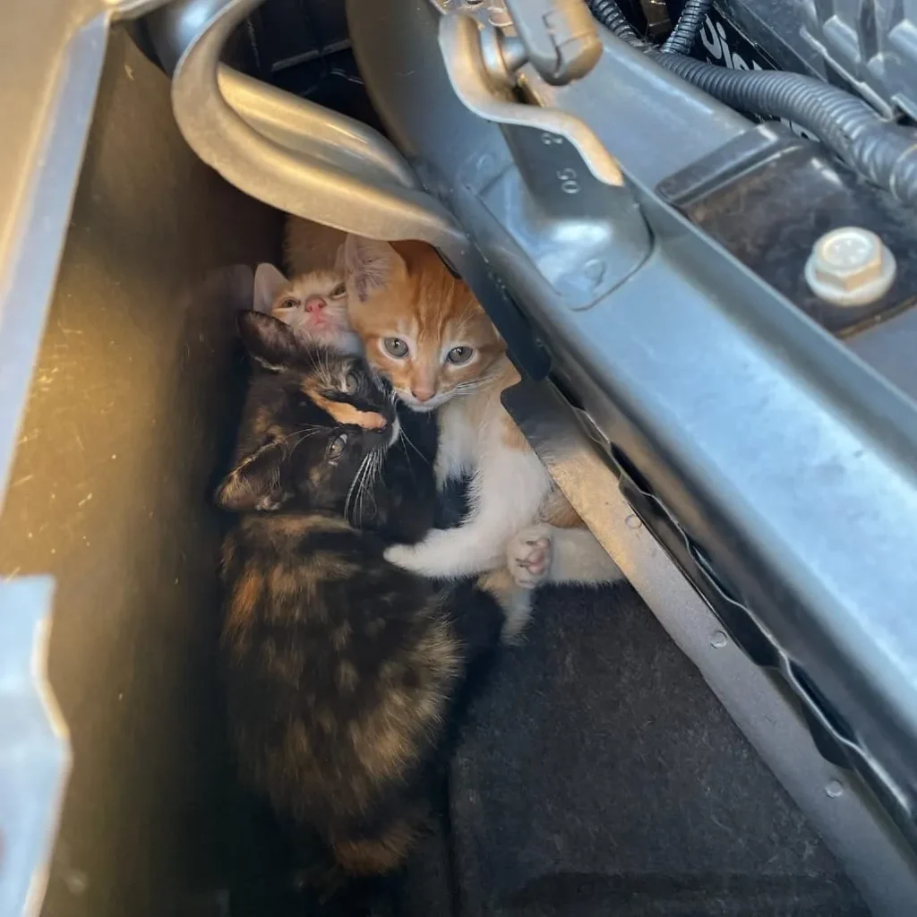group of rescued kittens huddled together inside car engine compartment during rescue
