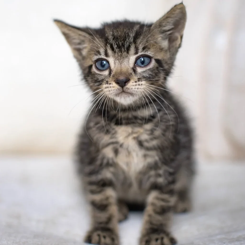 Brown tabby Domestic Shorthair kitten sitting on a soft blanket with blue kitten eyes, available for adoption near Parkland.