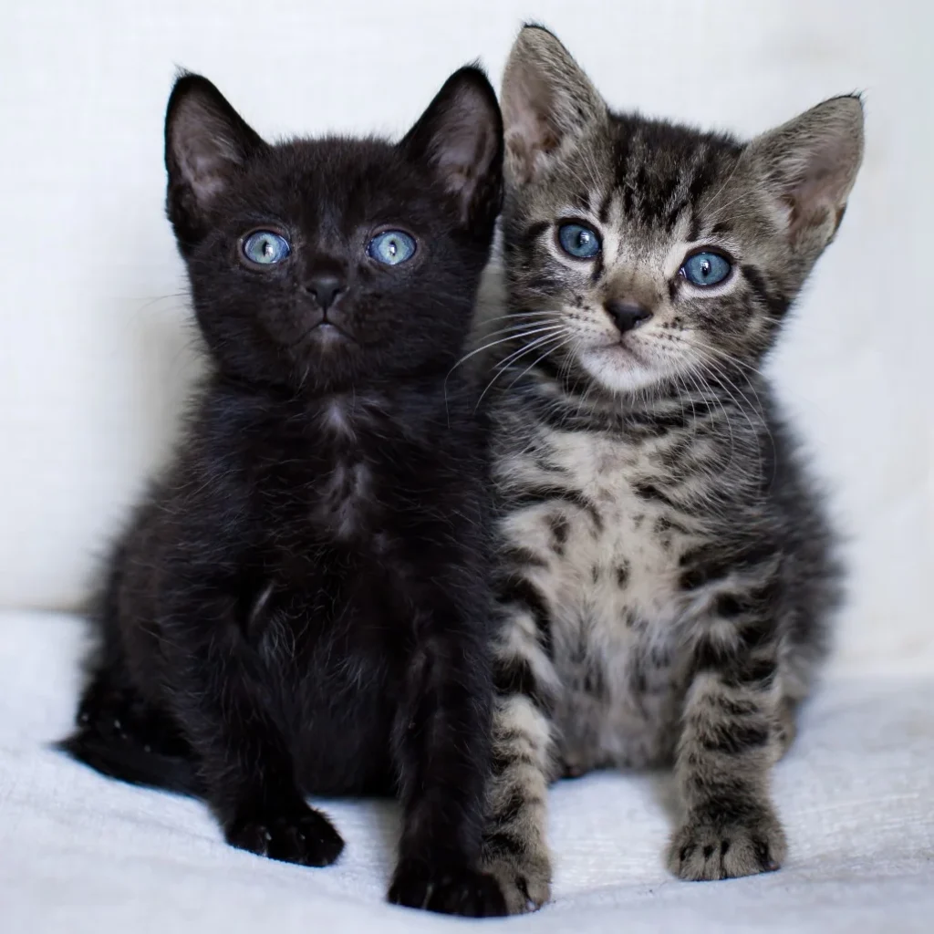 Brown tabby Domestic Shorthair kitten sitting beside a black kitten, showing the need for cat rescue volunteers near Coral Springs.
