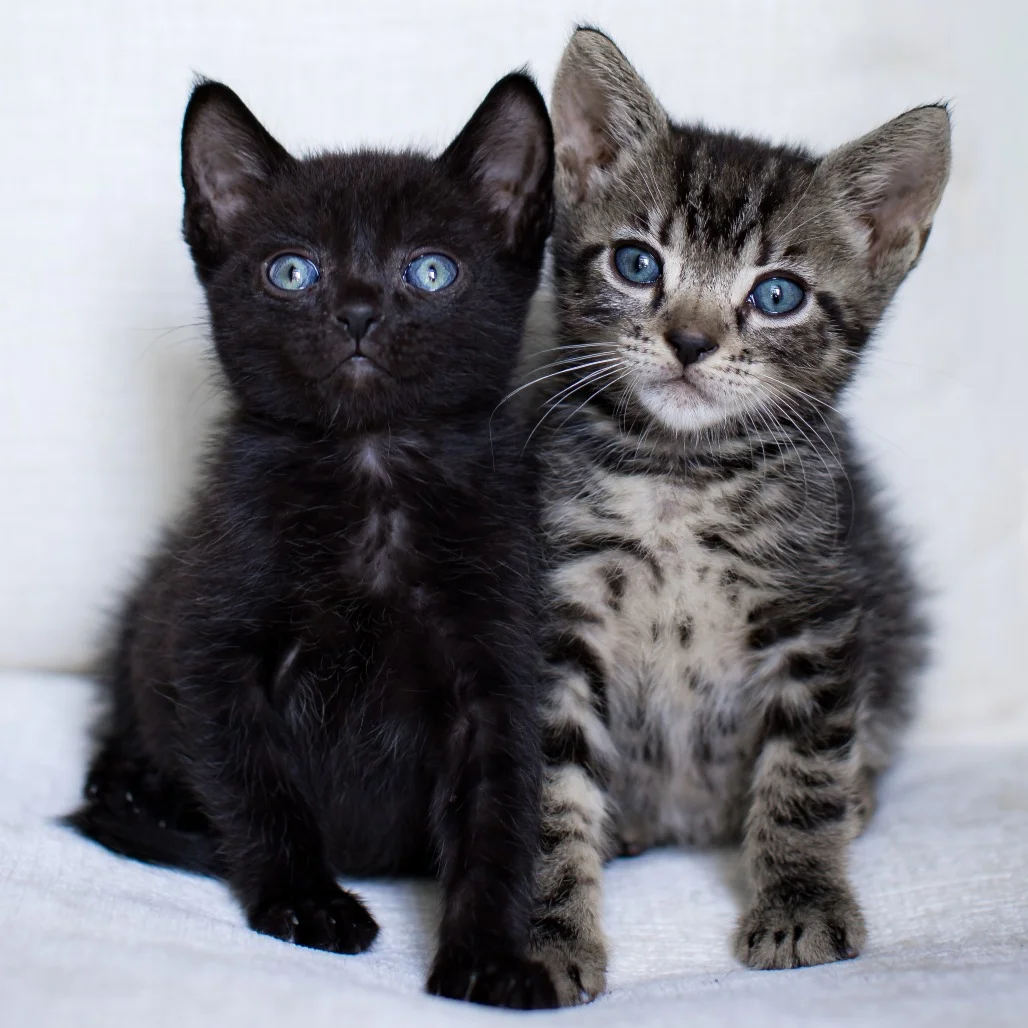 7 Ways Even Busy People Can Support a Cat Rescue