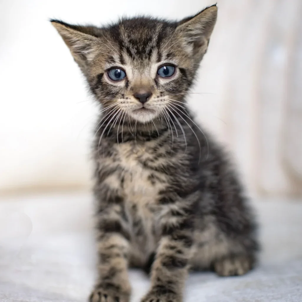 Brown tabby Domestic Shorthair kitten looking at the camera while resting on a blanket, needing foster care near Heron Bay.