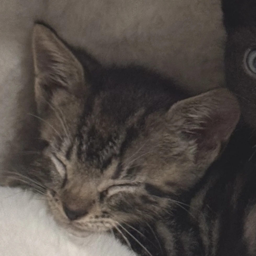 Sleepy brown tabby Domestic Shorthair kitten resting next to another kitten, available for adoption near Wyndham Lakes.