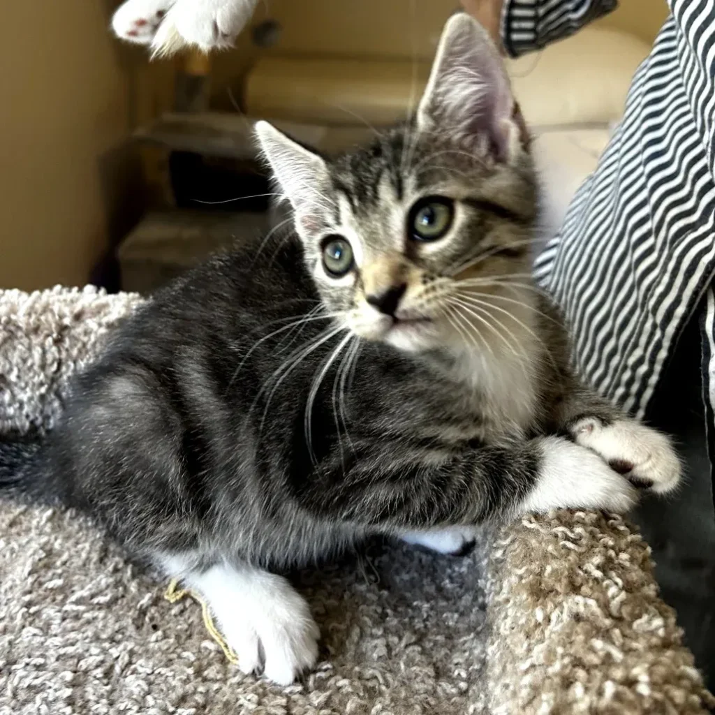 Brown tabby domestic shorthair kitten resting on a cat tree and looking at the camera