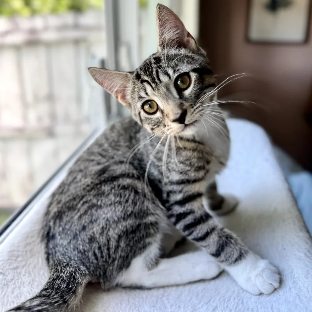 Tabby and white Domestic Shorthair kitten relaxing by a window, available for adoption near West Boca Raton.
