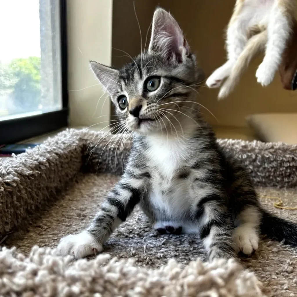 Brown tabby domestic shorthair kitten sitting on a cat tree near a window