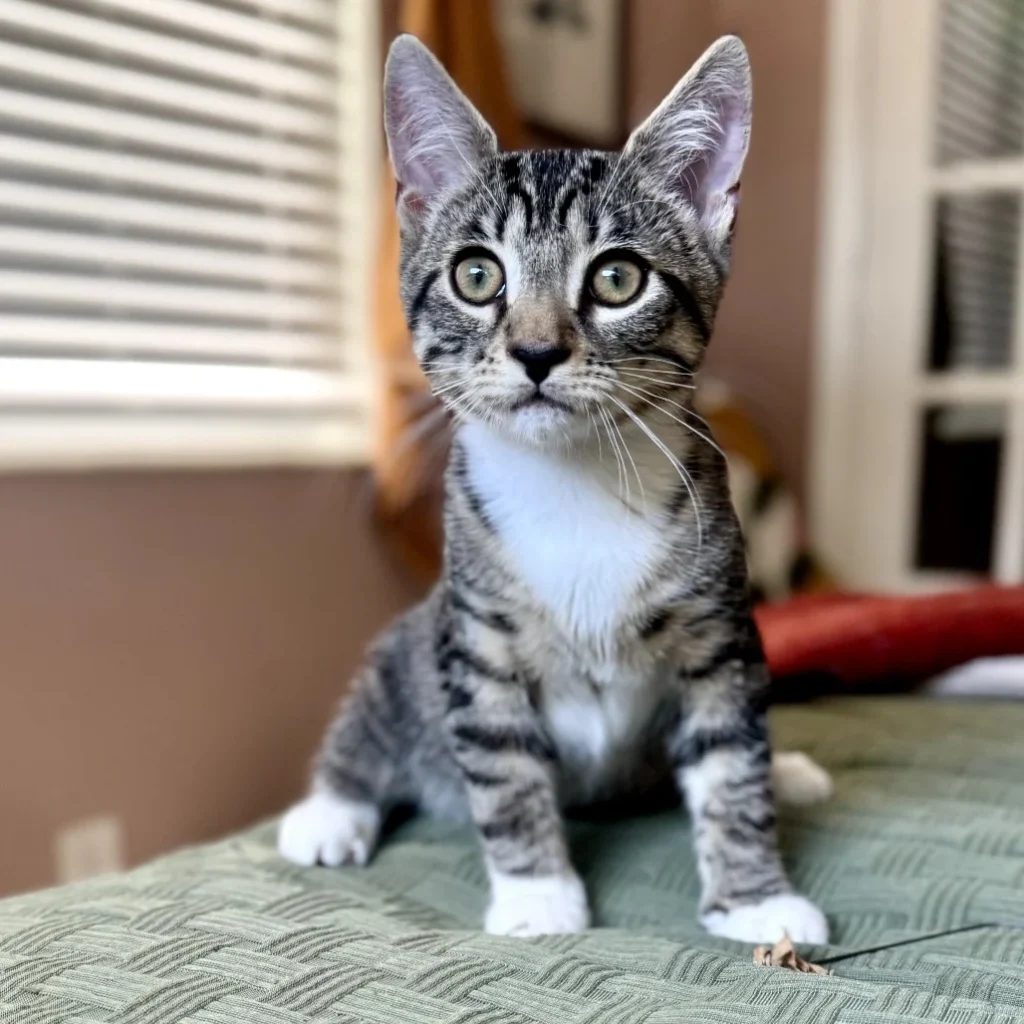 Tabby and white Domestic Shorthair kitten sitting upright on a cushion, looking for a foster home near Coconut Creek.