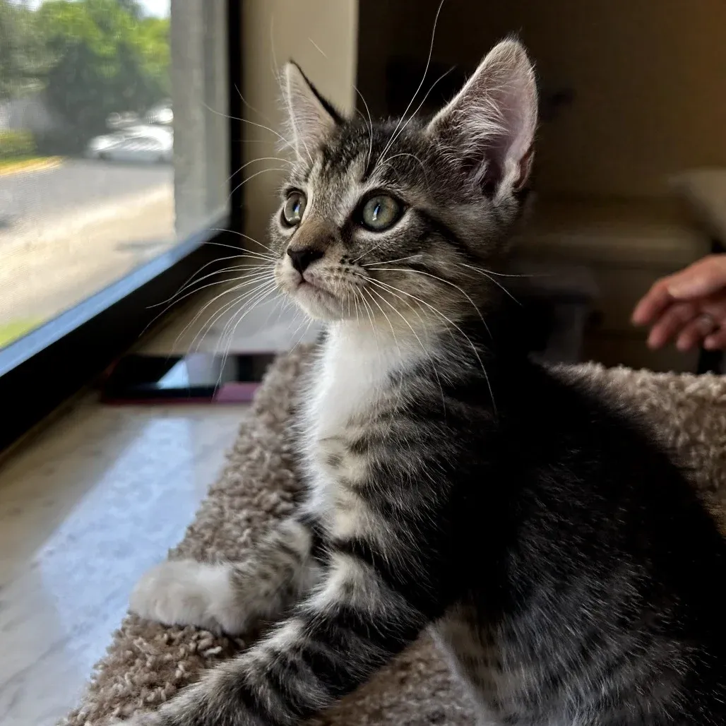 How Volunteering Helps You Understand Cat Rescue From the Inside