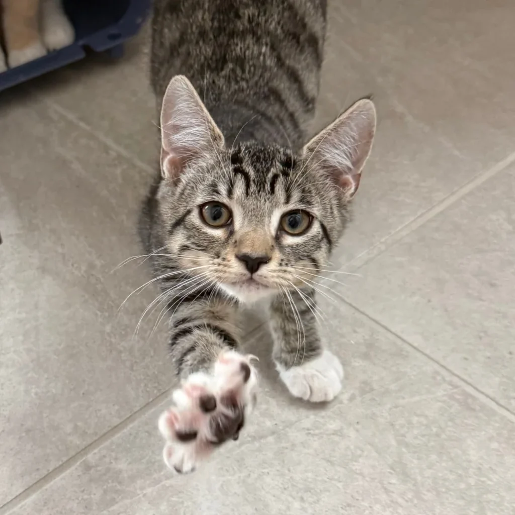 Playful tabby and white Domestic Shorthair kitten reaching one paw toward the camera, showing the need for cat rescue volunteers near Tamarac.

