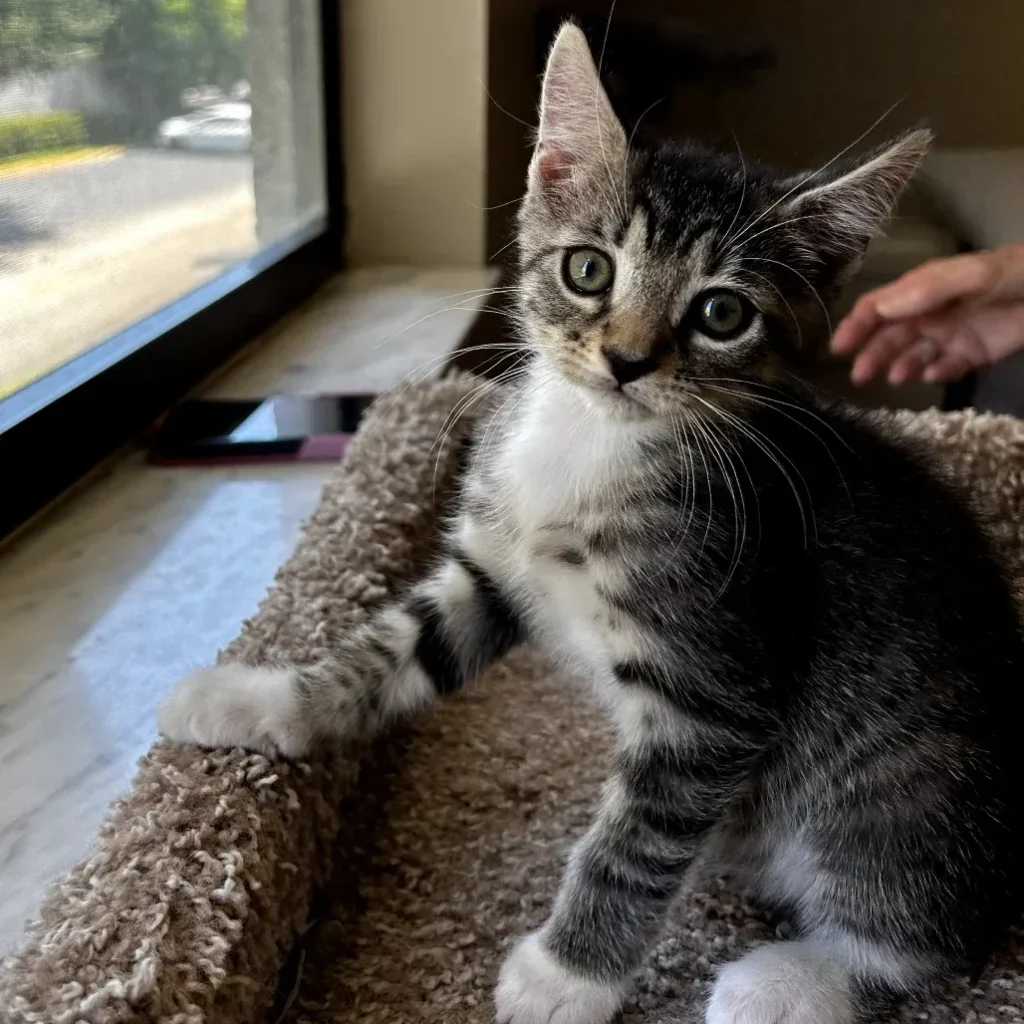 Brown tabby domestic shorthair kitten sitting on a cat tree and looking at the camera
