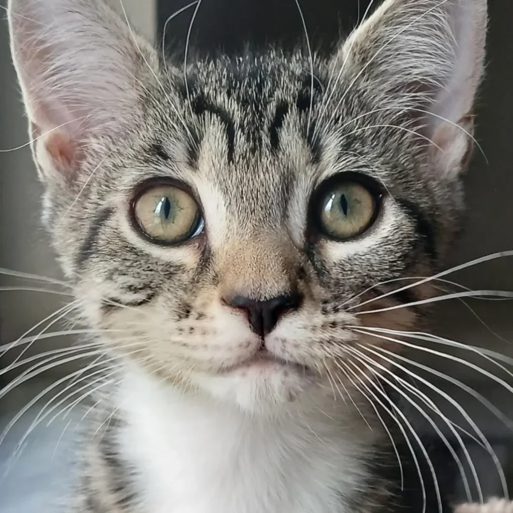 Close-up of a tabby and white Domestic Shorthair kitten with bright eyes, available for adoption near Parkland.