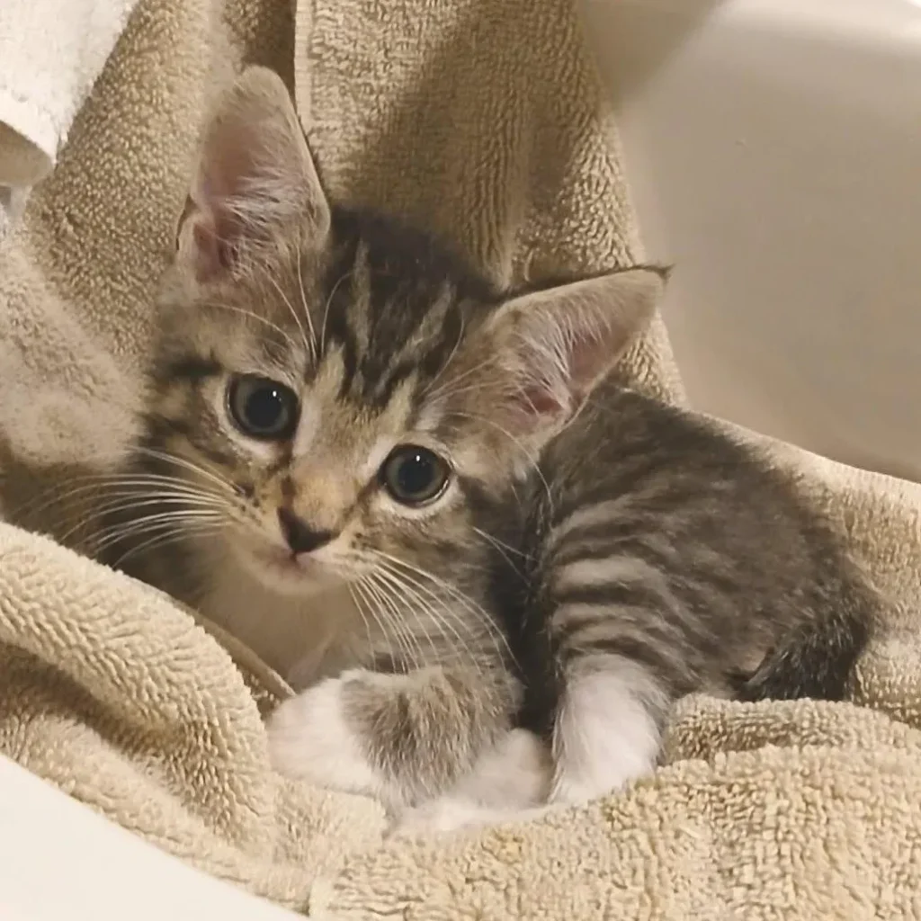 Brown tabby domestic shorthair kitten resting on a blanket