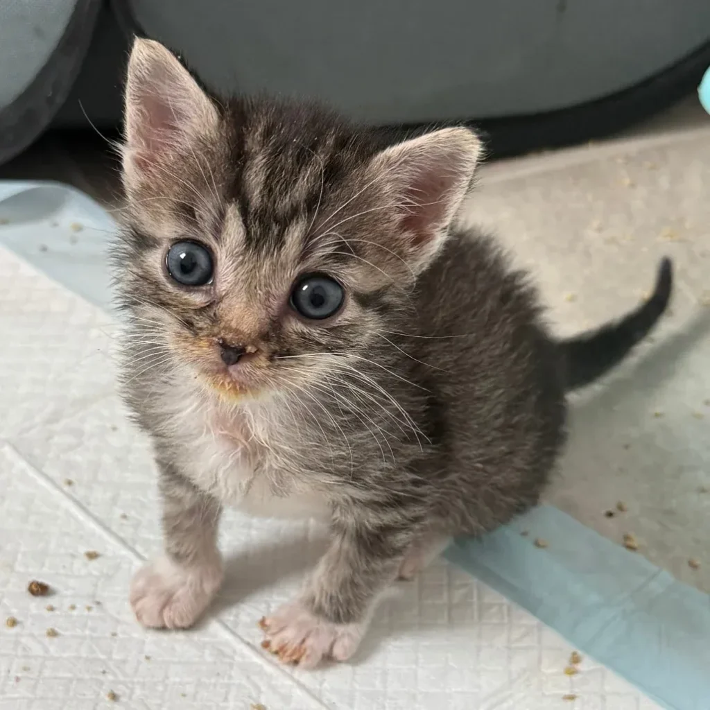 Young brown tabby domestic shorthair kitten standing on a pad and looking up