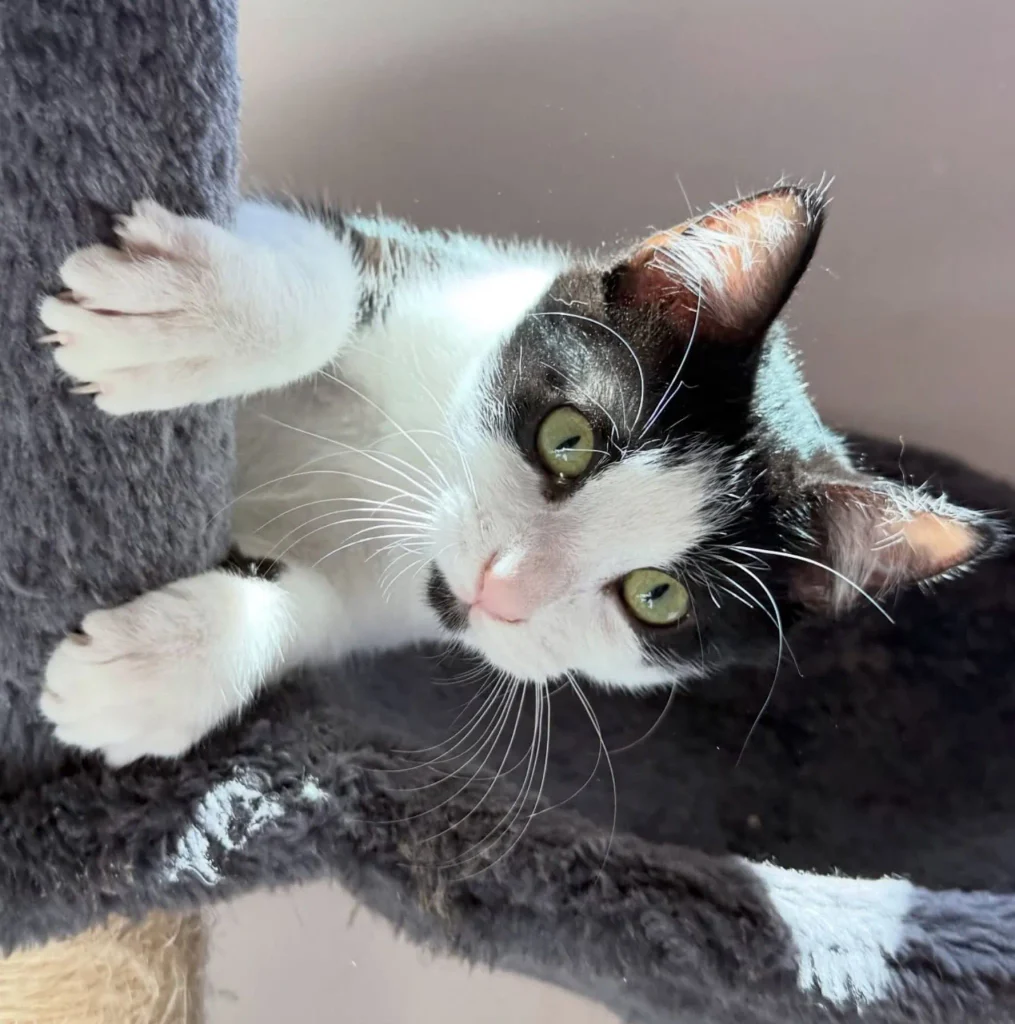 tuxedo kitten lying sideways on cat tree ledge looking directly at camera