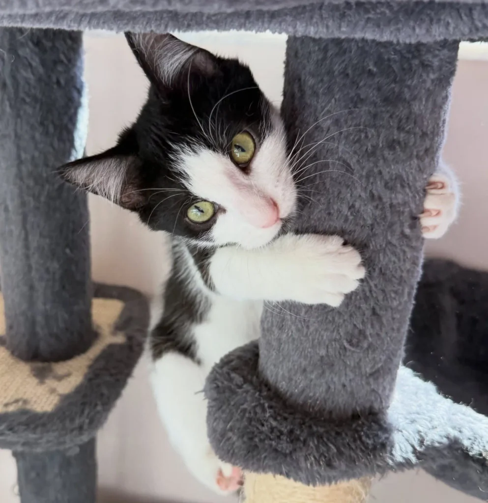 tuxedo kitten climbing cat tree gripping post with paws and looking sideways
