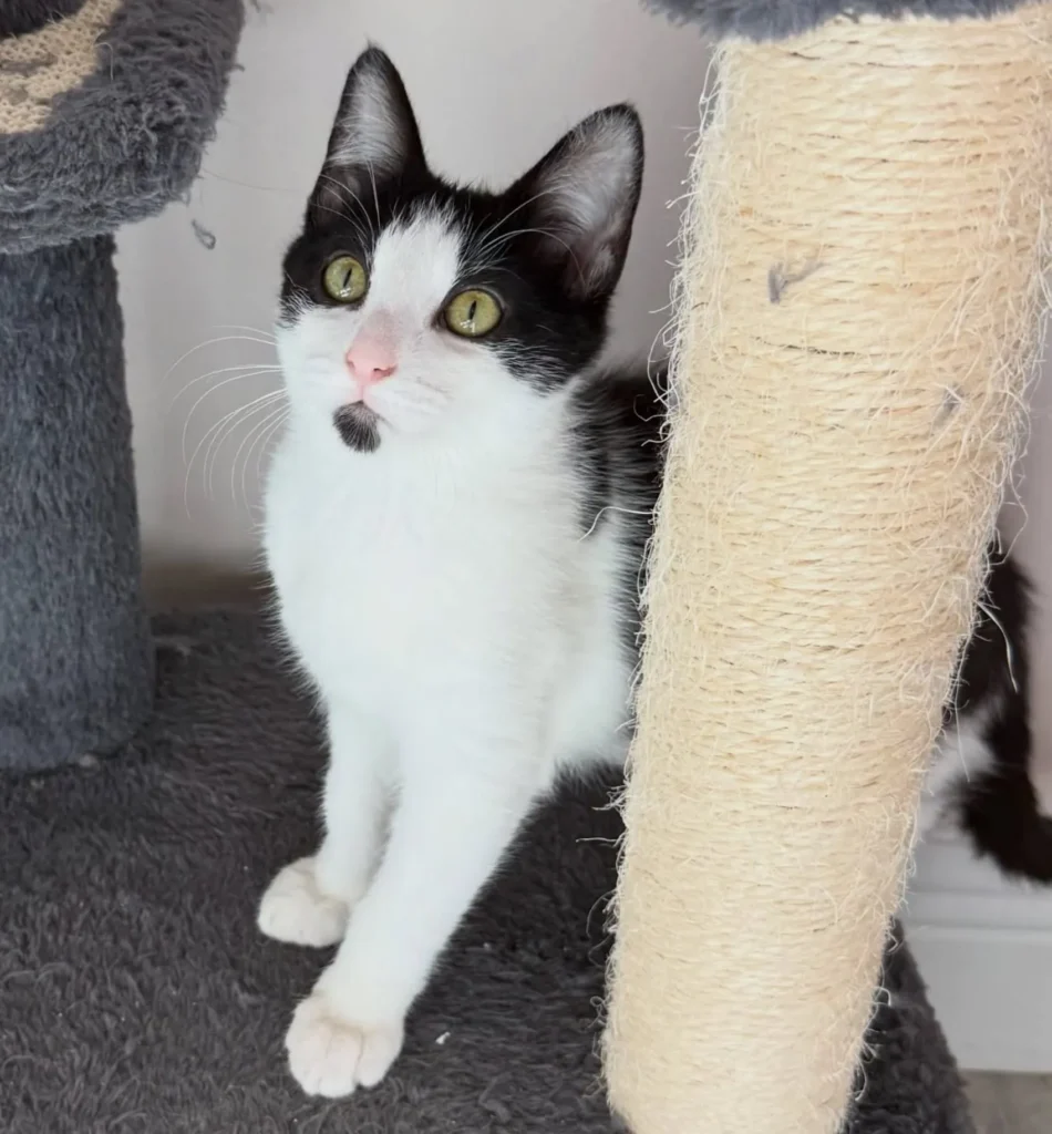 tuxedo kitten standing on cat tree platform looking up with bright eyes