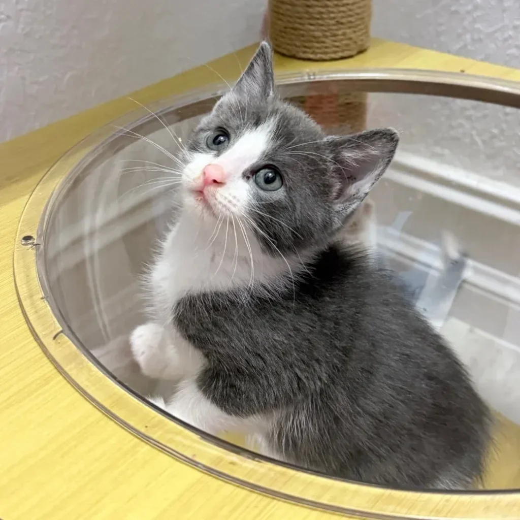 Gray tabby domestic shorthair kitten sitting inside a round cat tree opening