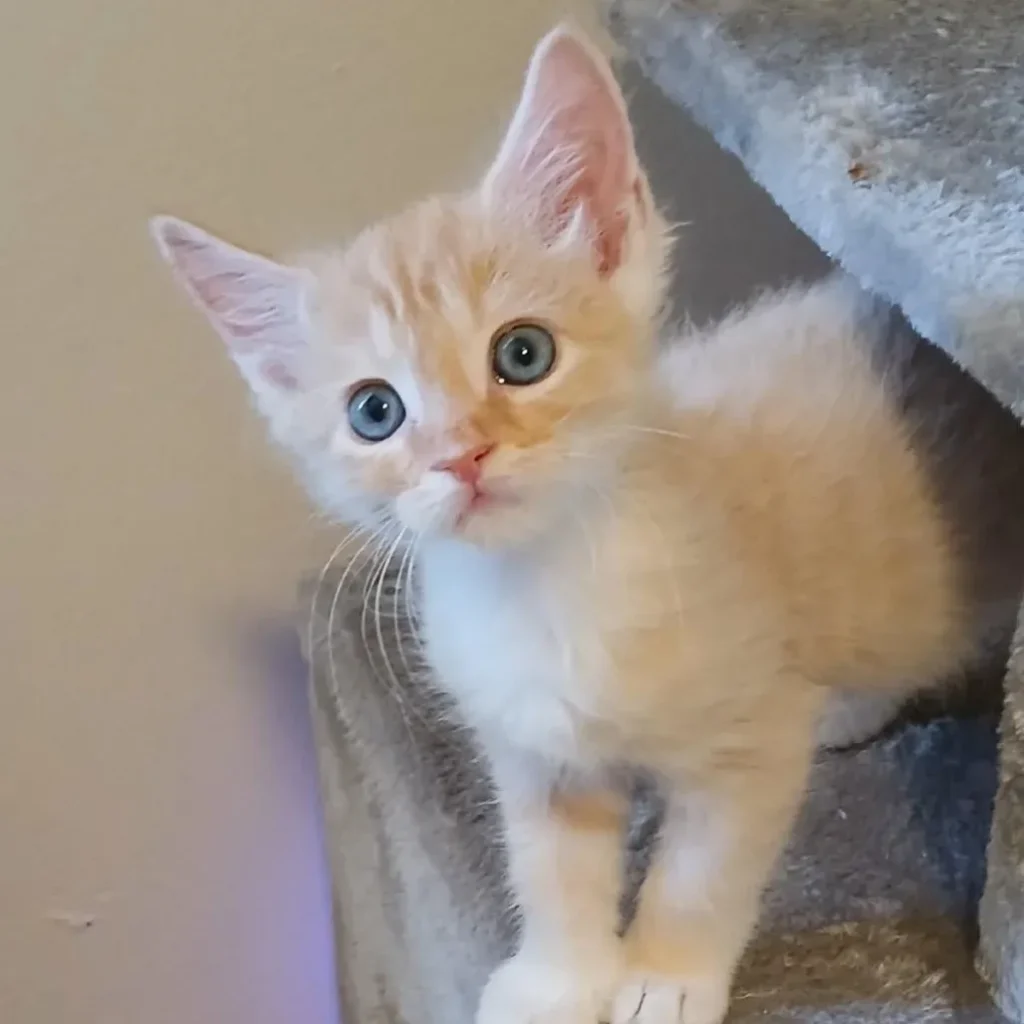 Cream and white domestic shorthair kitten with blue eyes sitting on a cat tree