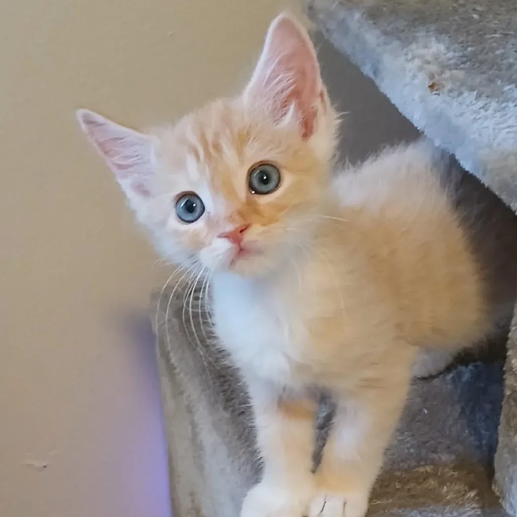 7 Small Wins That Keep Cat Foster Parents Motivated