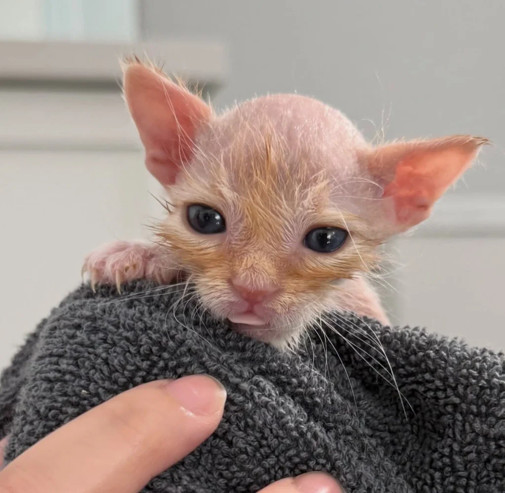 tiny orange kitten wrapped in towel being held gently