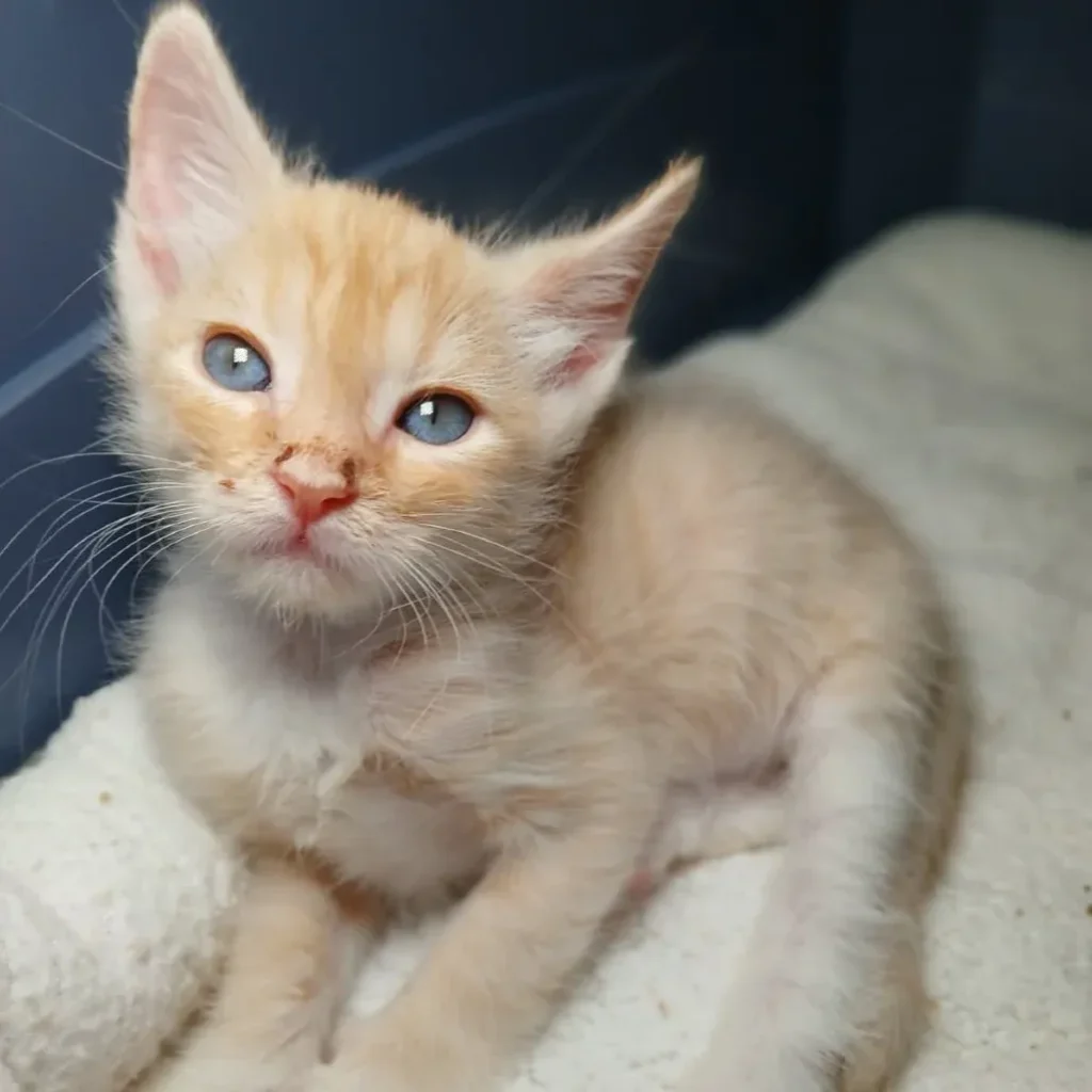 Cream tabby domestic shorthair kitten lying on a soft white blanket
