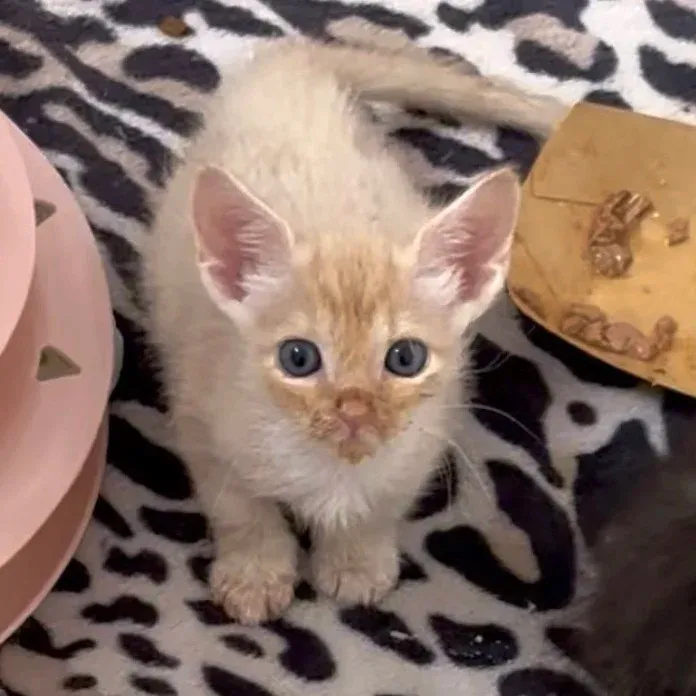 Small cream tabby domestic shorthair kitten sitting on a patterned blanket
