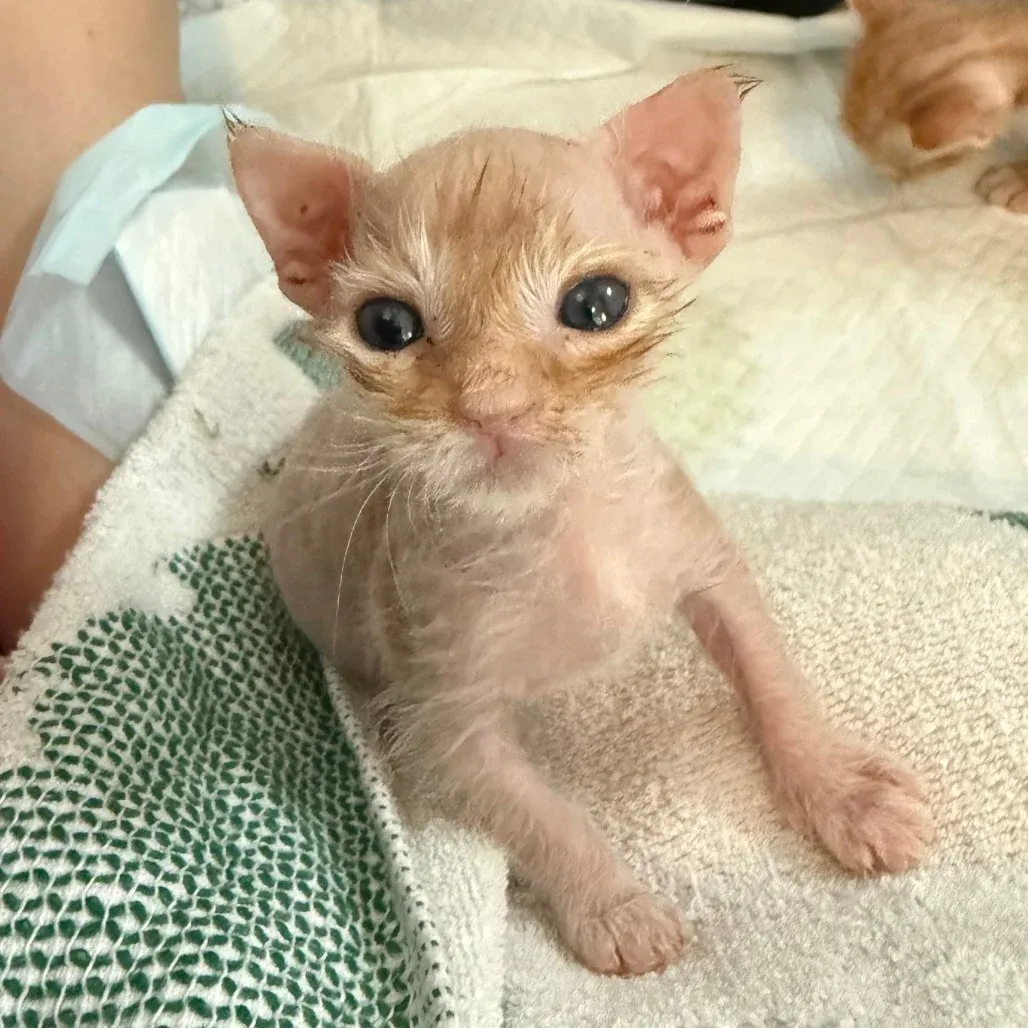 What If You Feel Like You Don’t Have Much to Offer a Cat Rescue?