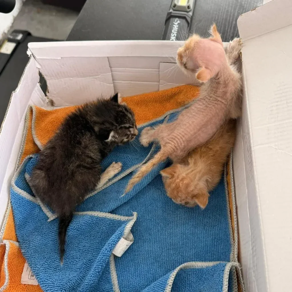 Small mixed domestic shorthair kittens resting together in a cardboard box