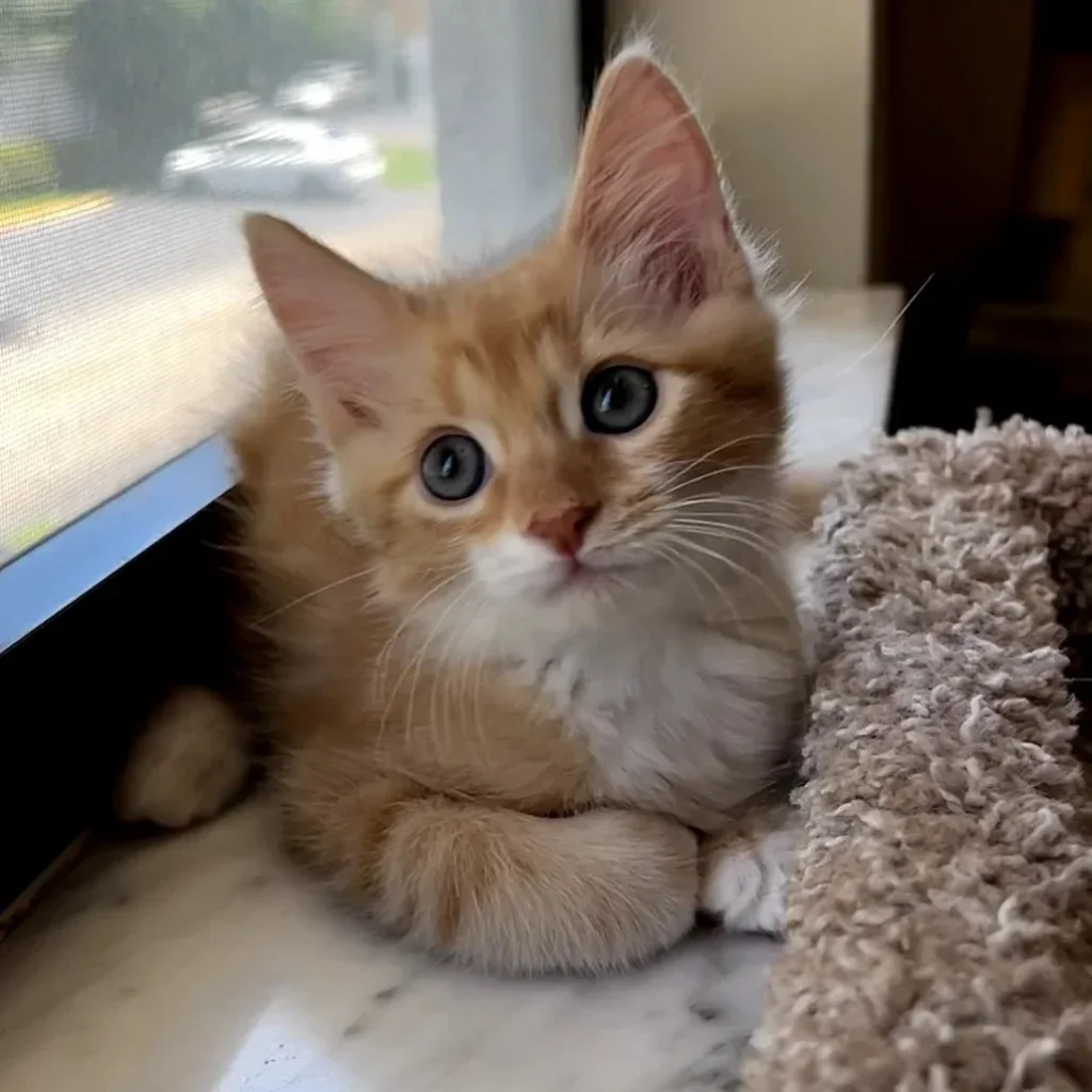 Orange tabby and white domestic shorthair kitten resting near a window
