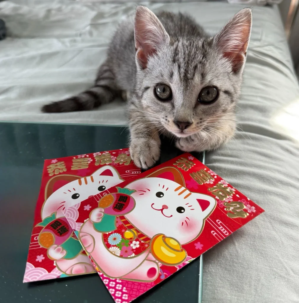 silver tabby kitten resting on bed next to decorative lucky cat envelopes