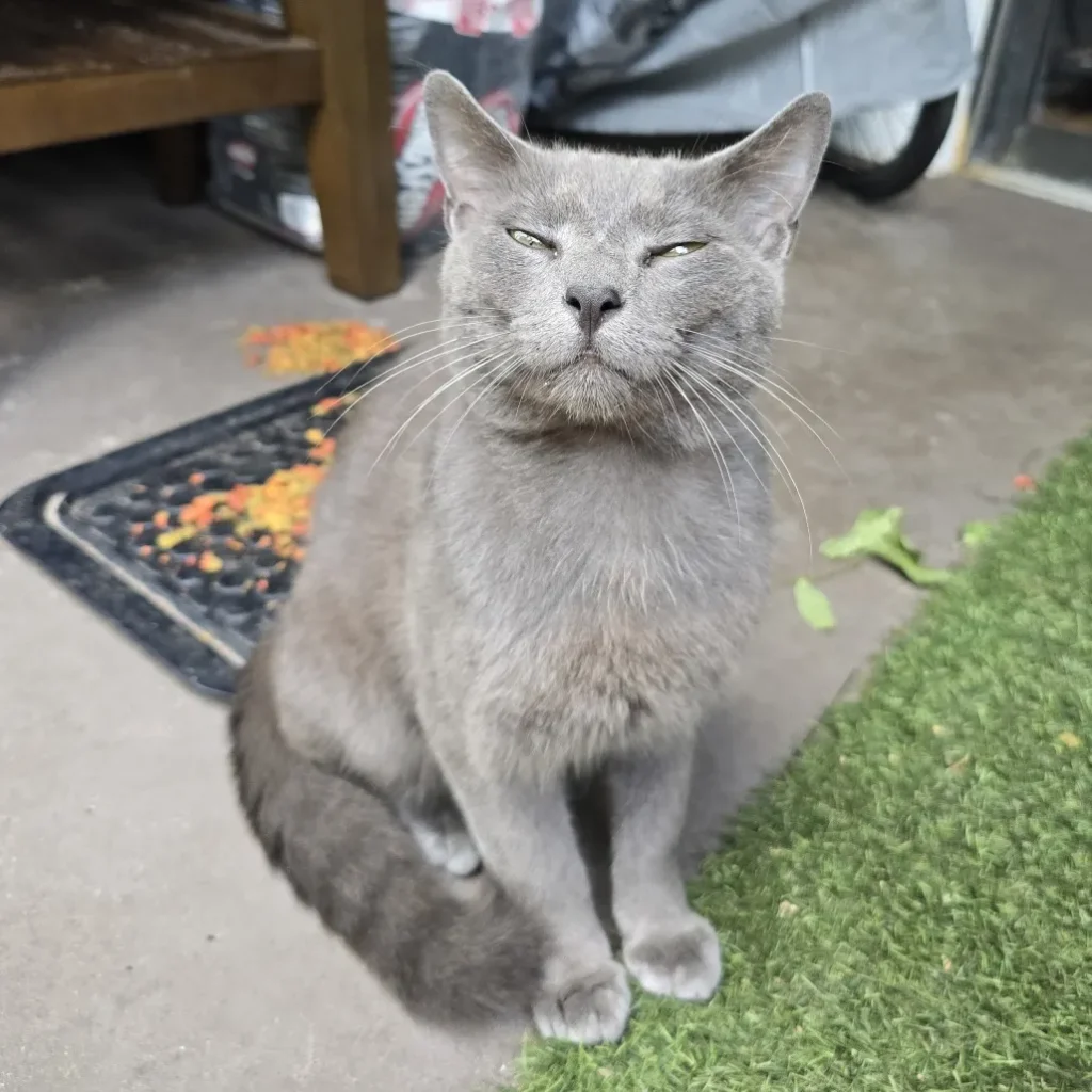 gray adult cat sitting outdoors with eyes half closed looking calm
