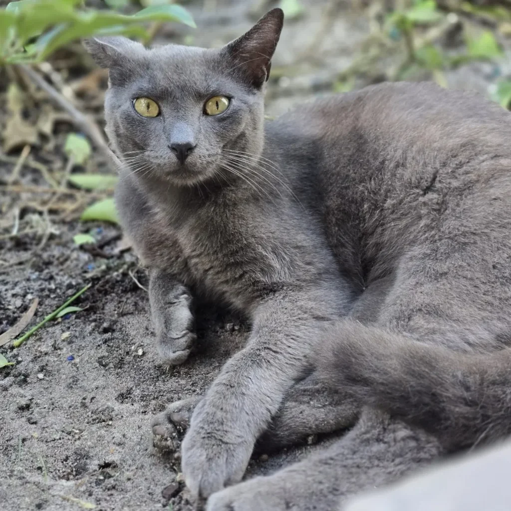 gray domestic shorthair cat lying on dirt outdoors with alert expression and yellow eyes
