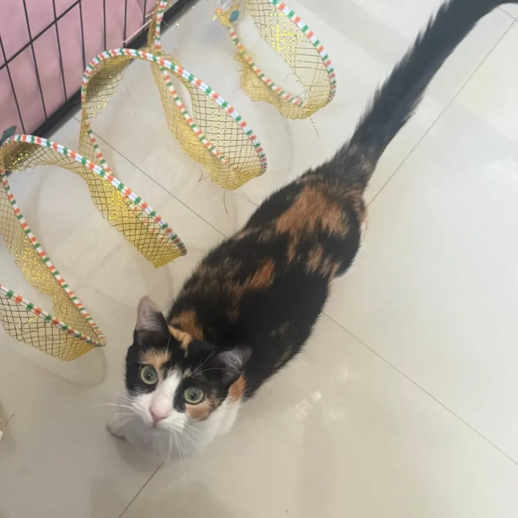 calico adult cat standing indoors on tile floor looking up at camera near cat toys
