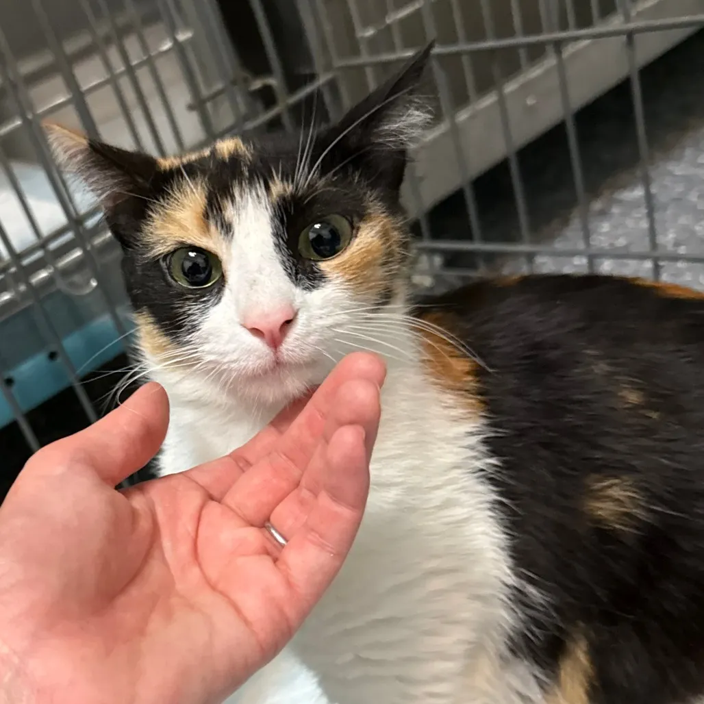 What If Your Friends or Family Don’t Understand Why You Foster Cats?