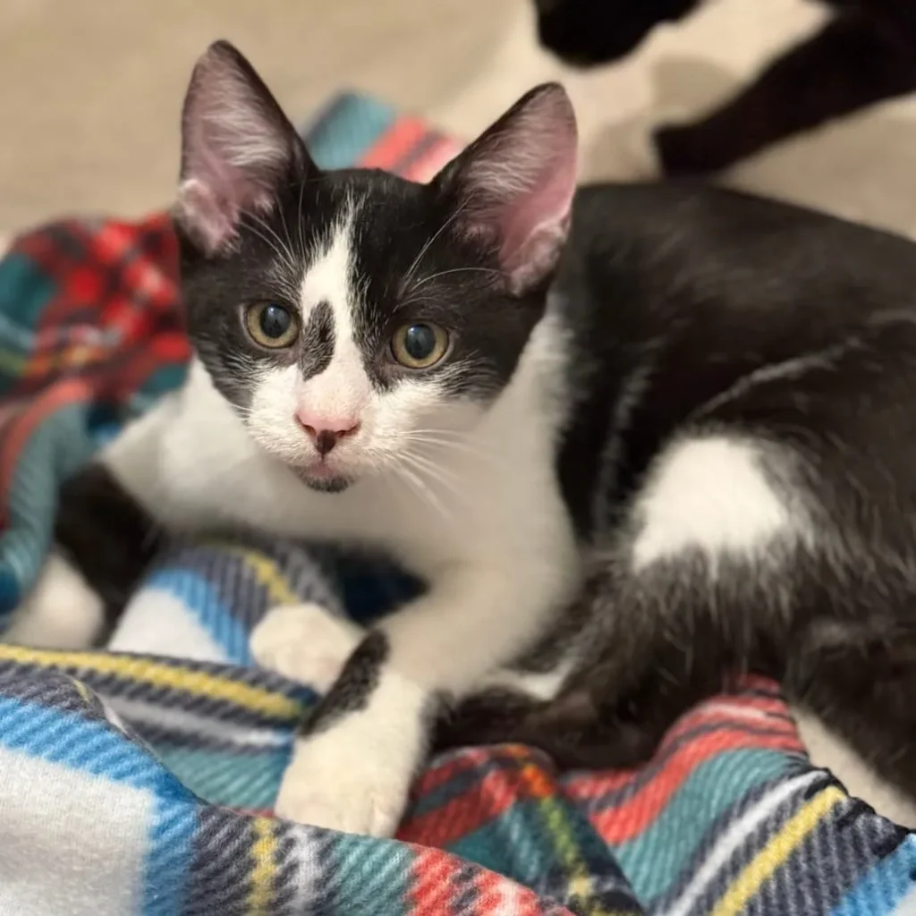 tuxedo kitten resting on colorful blanket looking alert and curious
