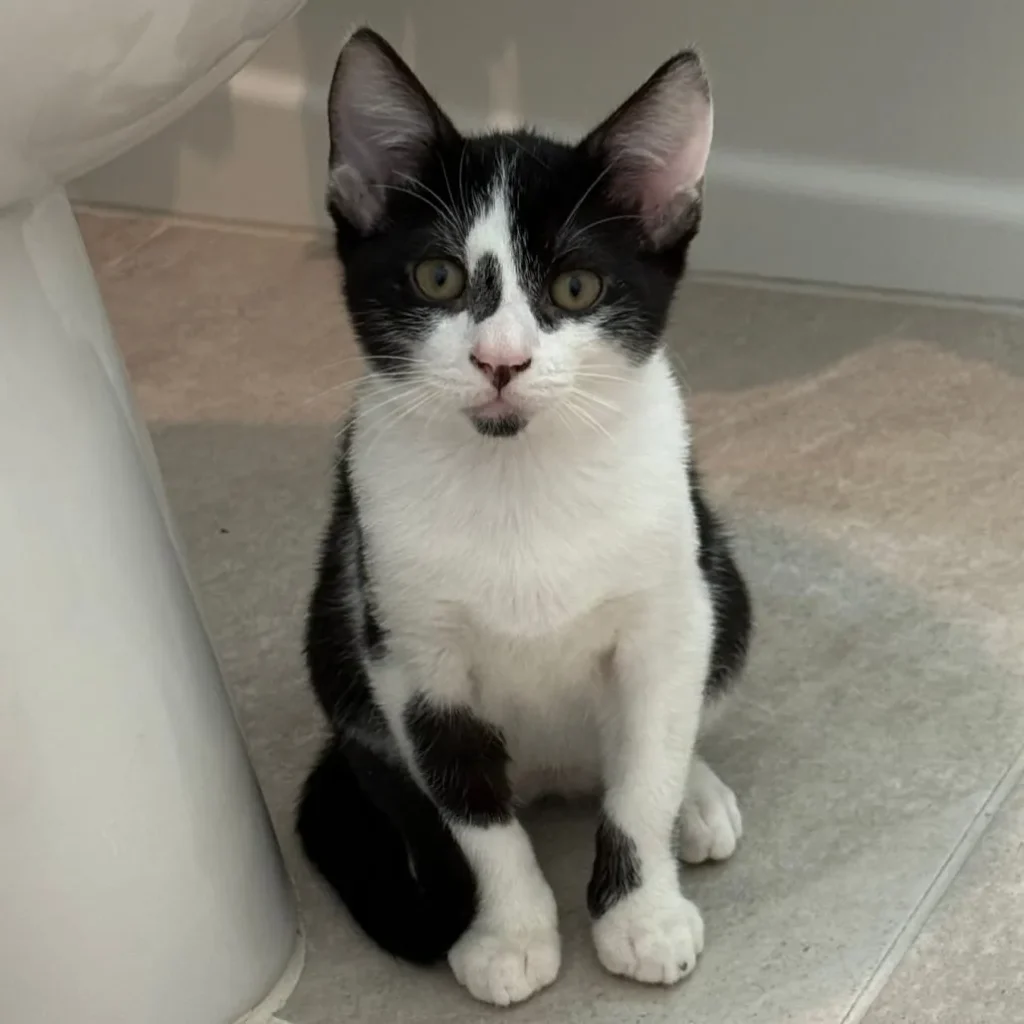 black and white tuxedo kitten sitting on floor looking directly at camera indoors
