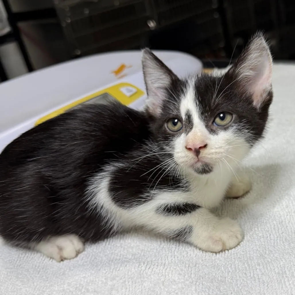 Why Compassion Matters More Than Experience in Cat Fostering