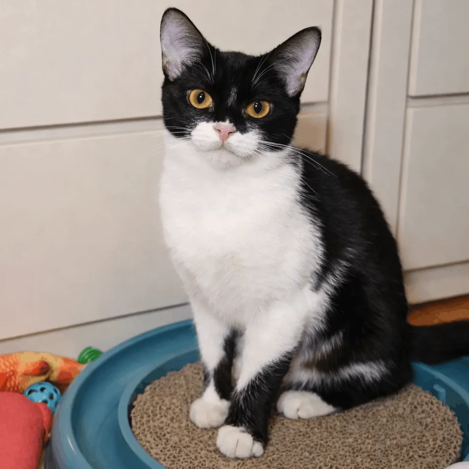 tuxedo cat sitting upright on scratcher bed indoors looking at camera
