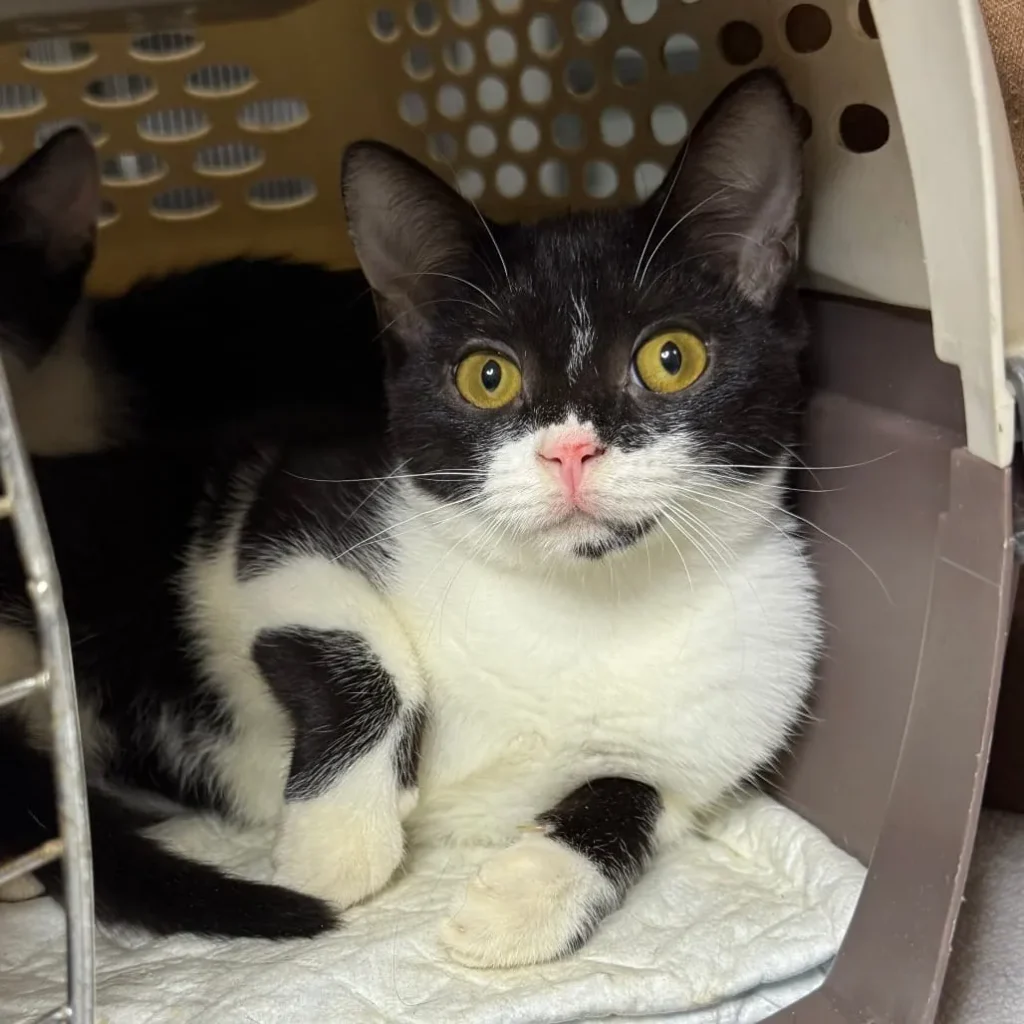 tuxedo kitten sitting inside pet carrier with wide eyes looking at camera
