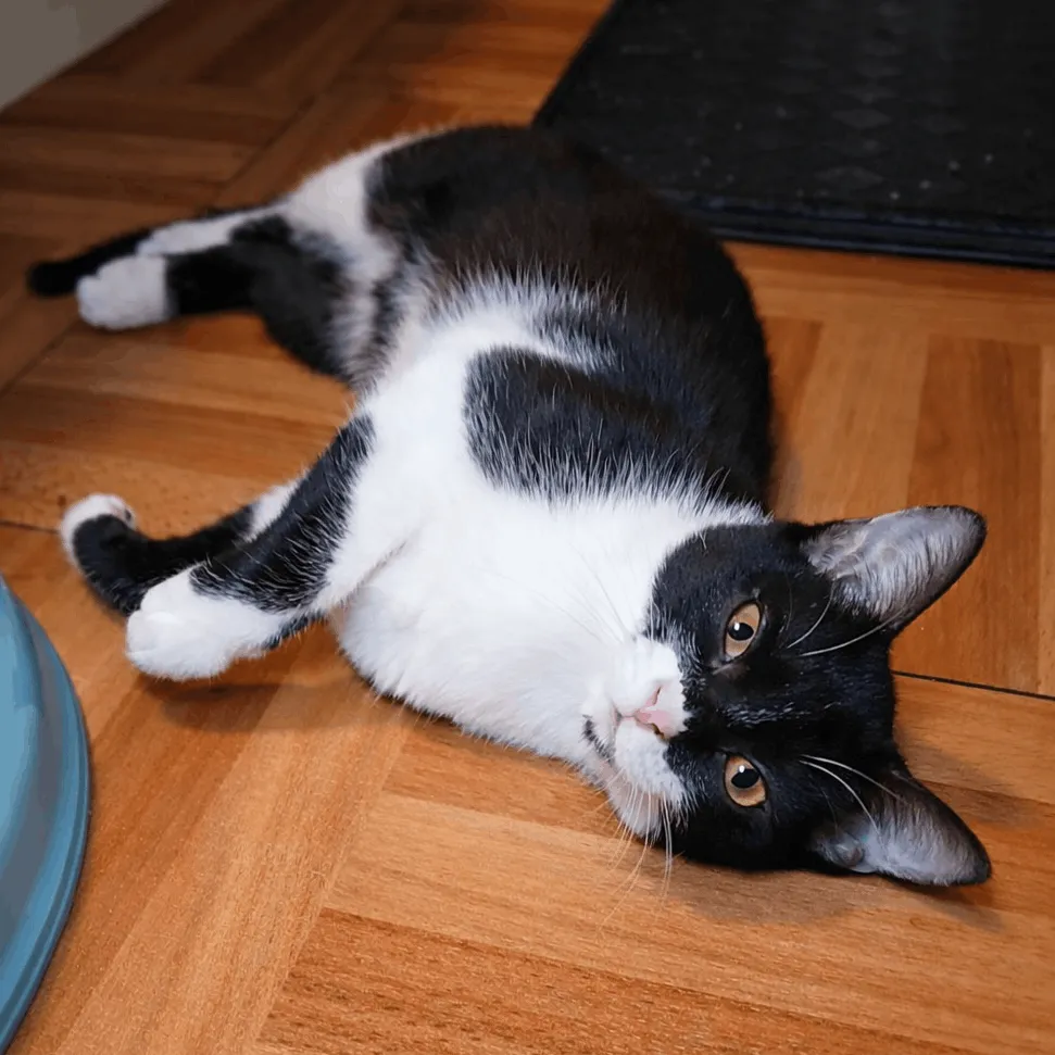 tuxedo kitten lying on wooden floor looking relaxed with head tilted
