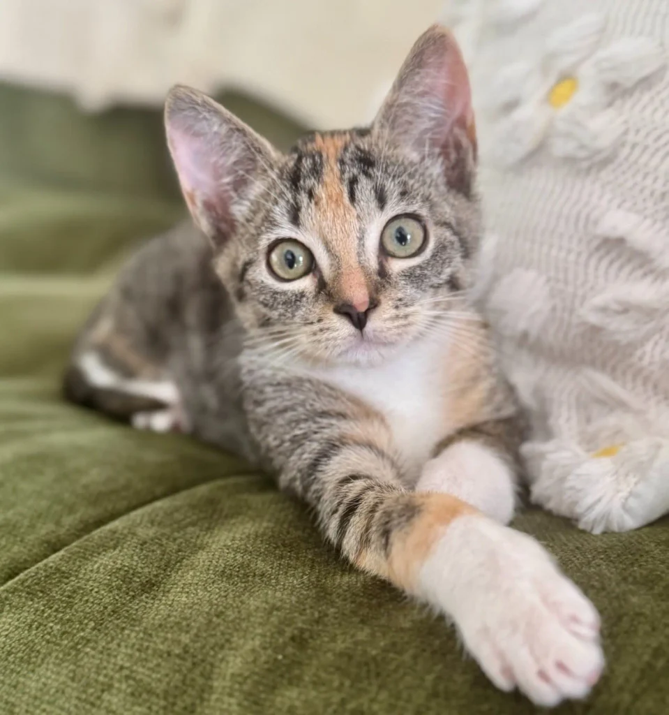tabby calico kitten lying on couch next to pillow looking directly at camera
