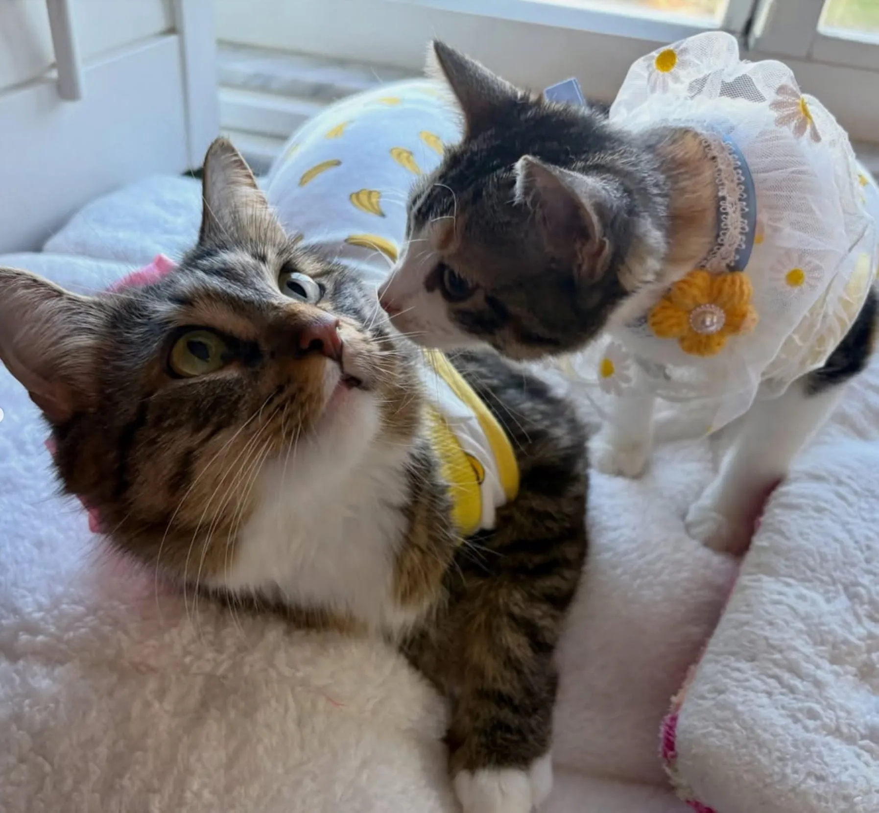 Why Waiting for the “Perfect Time” to Foster Cats Can Take Forever