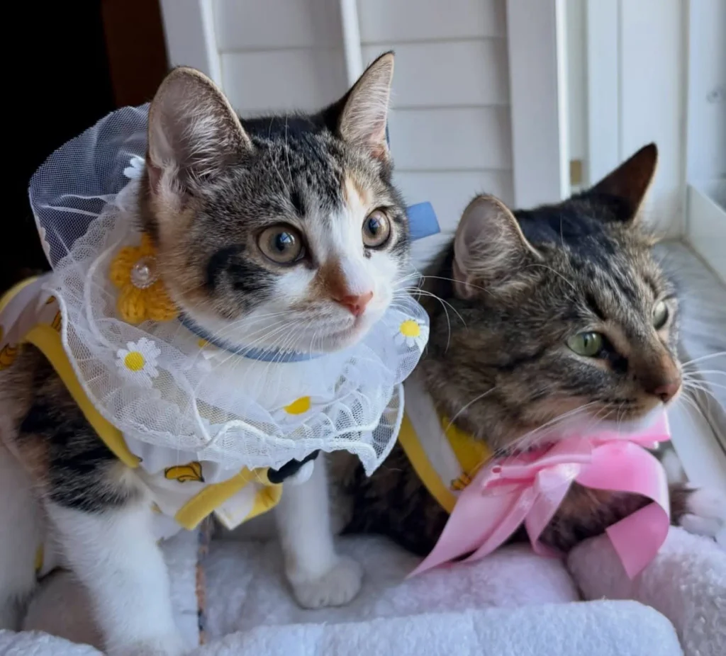 two tabby cats wearing decorative collars sitting together by window looking outside

