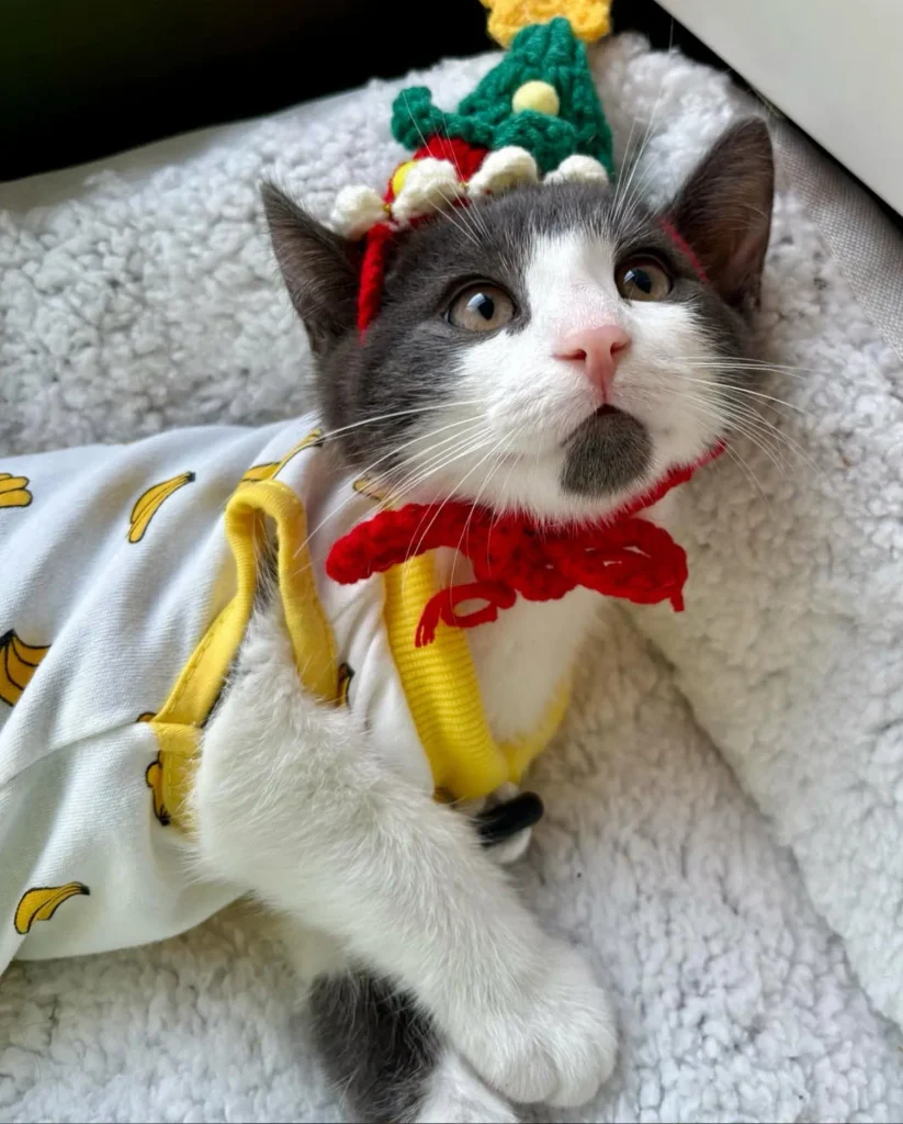 gray and white kitten wearing festive hat and outfit lying on soft bed looking up