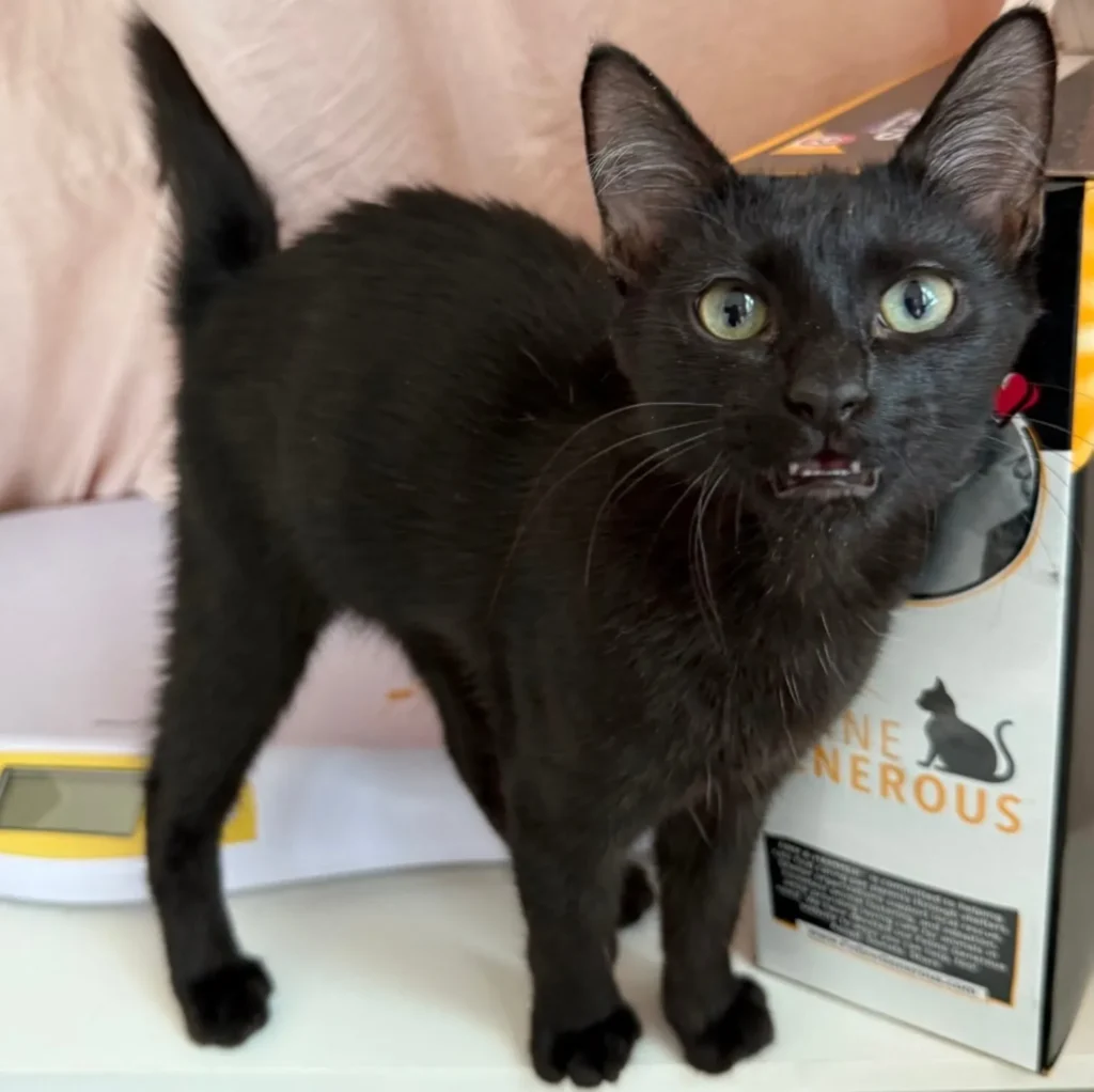black kitten standing next to box with mouth slightly open as if meowing