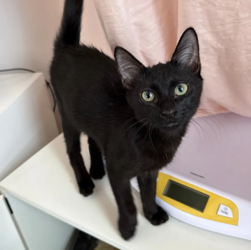 black kitten standing on surface near scale looking directly at camera