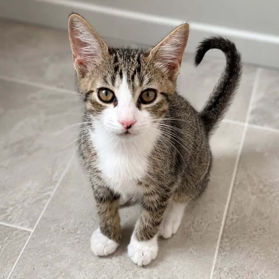 Brown tabby and white domestic shorthair cat sitting on a tile floor
