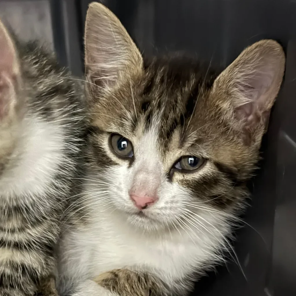 tabby and white kitten close up with soft fur resting and looking slightly sleepy
